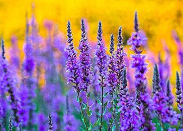 《最终幻想：节奏剧场》“沙加”系列第2弹今日上线