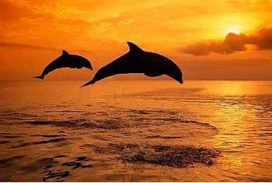 日式RPG《星之海洋6：神圣力量》发布中文先导预告